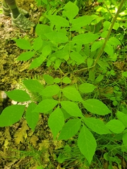 Fraxinus pennsylvanica subintegerrima