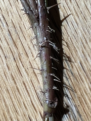 Rosa acicularis acicularis