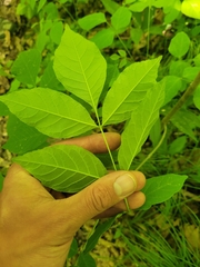 Fraxinus pennsylvanica subintegerrima