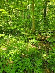 Fraxinus pennsylvanica subintegerrima