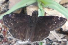 Erynnis zarucco