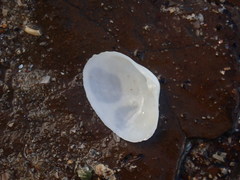 Mactrotoma antecedens