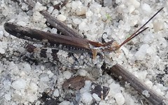 Psinidia fenestralis