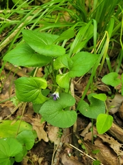 Viola triloba