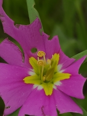 Sabatia campestris