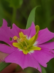 Sabatia campestris