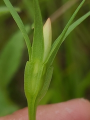 Sabatia campestris