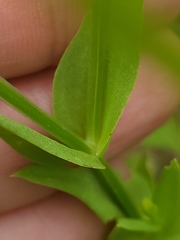 Sabatia campestris
