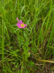 Sabatia campestris