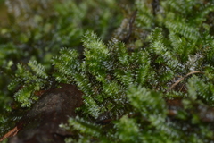 Pseudotaxiphyllum