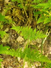 Dryopteris × triploidea