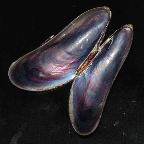 Charru Mussel
