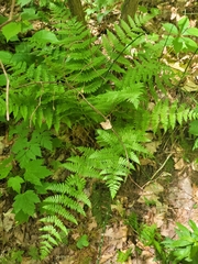 Dryopteris × triploidea