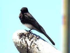 Sayornis nigricans