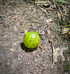 Amphibolips quercusinanis
