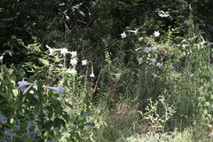 Lilium philippinense