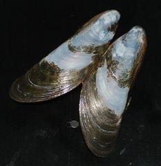 Mytella strigata