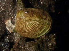 Katelysia rhytiphora