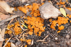 Byssonectria fusispora