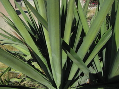 Agave fourcroydes