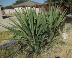 Agave fourcroydes