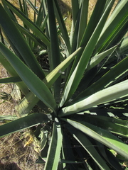 Agave fourcroydes