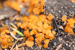 Byssonectria fusispora