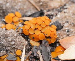 Byssonectria fusispora