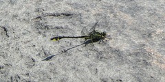 Gomphurus fraternus