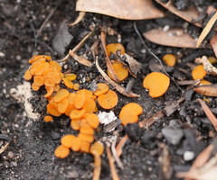 Byssonectria fusispora