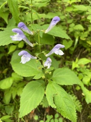 Scutellaria serrata