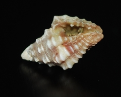 Engina pulchra