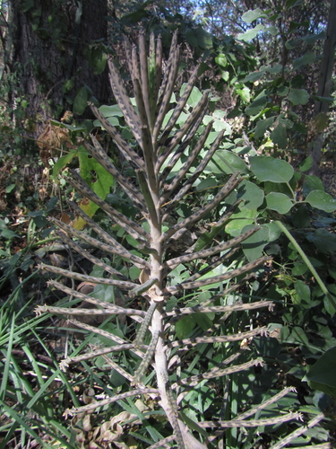 Kalanchoe delagoensis