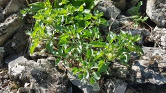 Physochlaina physaloides