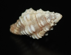 Engina pulchra