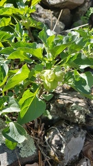 Physochlaina physaloides