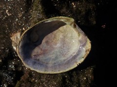 Katelysia rhytiphora