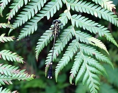 Leptogomphus sauteri formosanus