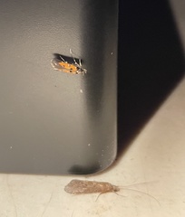 Chrysoclista linneella