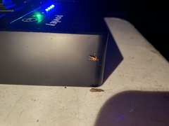 Chrysoclista linneella