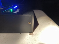 Chrysoclista linneella