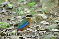 Pitta moluccensis