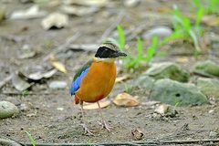Pitta moluccensis