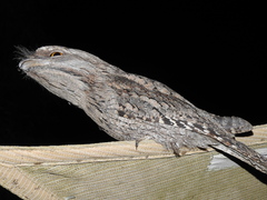 Tawny Frogmouth photo 5