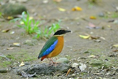 Pitta moluccensis