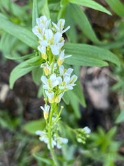 Arabis eschscholtziana