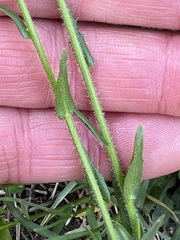 Arabis eschscholtziana