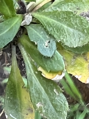 Arabis eschscholtziana