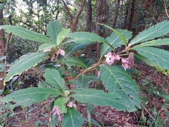 Clerodendrum fortunatum
