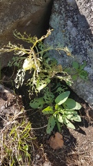 Physochlaina physaloides